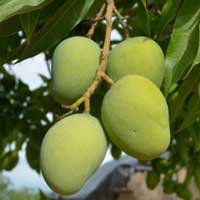 i-african-mango